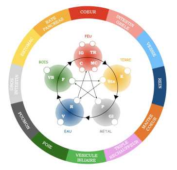 tfk base kinesiologie